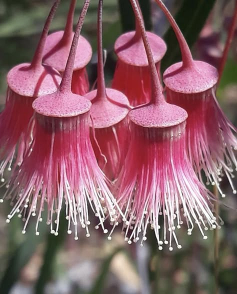 Cool Looking Plants, Eucalyptus Synandra, Mutated Plants, Weird Flowers, Alien Plants, Interesting Plants, Weird Plants, Strange Flowers, Australian Flowers