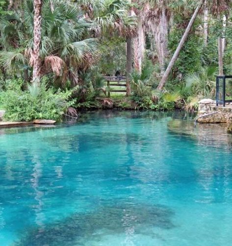 Rainbow Springs State Park, Blue Springs State Park, Ocala National Forest, Florida Travel Destinations, Florida Adventures, Florida State Parks, Ocala Florida, Florida Springs, Visit Florida