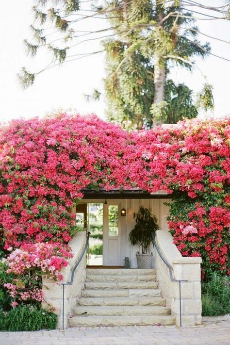 Think Pink! Friday Edition! Northern California Style San Ysidro Ranch, Passion Flowers, San Ysidro, Bougainvillea, Dream Garden, Garden Inspiration, Curb Appeal, Secret Garden, Beautiful Gardens