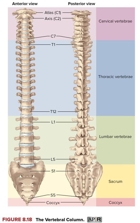 Vertebral Column, Human Bones, Anatomy And Physiology, Biology, Anatomy, Bones, Human, Quick Saves