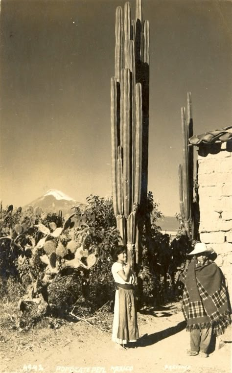 Old Mexican postcard 70s Pictures, Mexico Party, Vintage Cactus, Old Advertisements, Mexican American, Photo Postcard, Mexican Culture, Vintage Mexican, Mexican Art