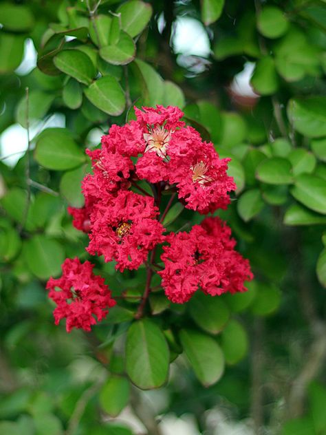 Crape Myrtle Fertilizer Needs: How To Fertilize Crape Myrtle Trees Crape Myrtle Bush, Maple Tree Seeds, Crepe Myrtle Trees, Myrtle Tree, How To Grow Vegetables, Crepe Myrtle, Edible Seeds, Garden Paradise, Flower Board