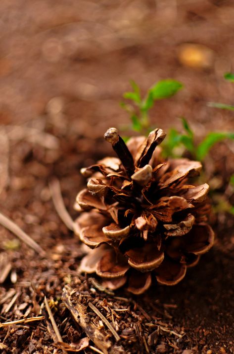 Pine Cones Aesthetic, Pine Cone Aesthetic, Pine Cone Photography, L Wallpaper, Photography Aesthetic, Life Is Strange, Brown Aesthetic, Simple Beauty, Autumn Aesthetic