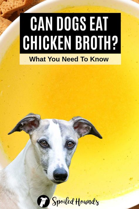 Can dogs eat chicken broth? Can dogs have chicken broth? Keep your dog safe and find out what you need to know about dogs eating homemade or store-bought chicken broth, chicken stock, and chicken bone broth with or without onions and garlic. Chicken Stock For Dogs, Homemade Chicken Broth For Dogs, Dog Beer Recipe, Chicken Broth For Dogs, Bone Broth For Dogs, Dog Gravy Recipe, Dog Bone Broth, Chicken Bone Broth Recipe For Dogs, Dog Gravy