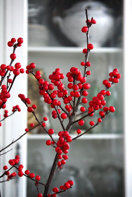 Ilex berry is great for the holidays.. Ilex Berries, Christmas Cottages, Christmas Berries, Christmas Plants, Gum Paste, Green Christmas, Love Flowers, Secret Santa, Outdoor Christmas