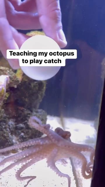 Octopus Pet Tank, Octopus Tank Aquarium, Pet Octopus Aquarium, Octopus Videos, Jellyfish Tank Aquarium, Octopus Aquarium, Octopus Gif, Pet Octopus, Octopus Tank