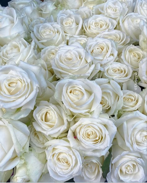 White roses, aesthetic pictures idea , minimalist art style of roses, instagram inspiration, wedding White Roses Aesthetic Vintage, White Rose Aesthetic, White Roses Aesthetic, Clean White Aesthetic, Banners Quotes, White Flowers Bouquet, White Wedding Aesthetic, Easy Crochet Rose, Requiem Of The Rose King