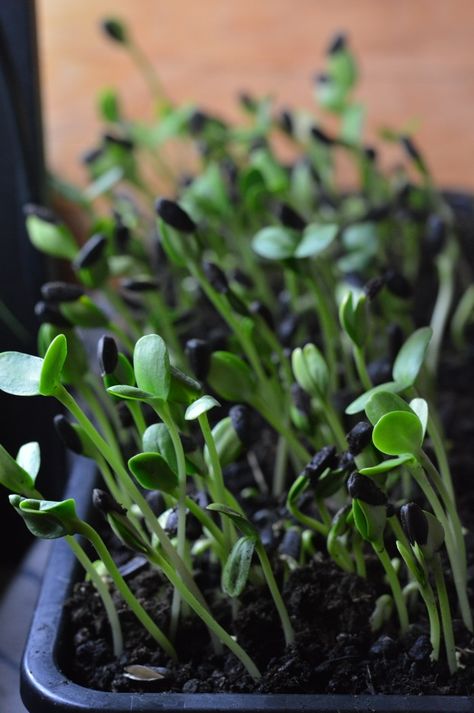 Grow Sunflower Sprouts in Just 12 Days for Nutritious Microgreens Sunflower Microgreens, Sunflower Sprouts, Black Oil Sunflower, Soil Amendments, Black Oil Sunflower Seeds, Growing Sunflowers, Giant Sunflower, Alfalfa Sprouts, Growing Microgreens