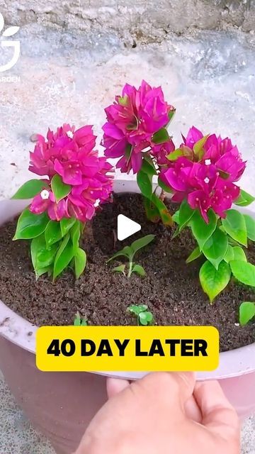 Growing Bougainvillea, Flower Planting Guide, Garden Design Pictures, Potted Plants Outdoor, Plant Hacks, Balcony Plants, Growing Plants Indoors, Growing Roses, Propagating Plants