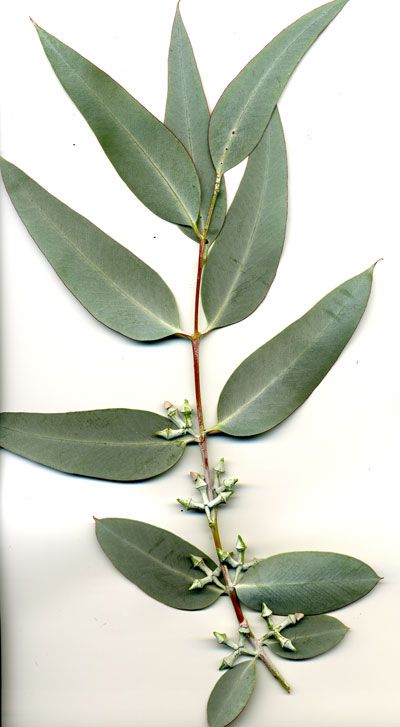 Eucalyptus cinerea, Argyle apple, mealy stringybark | Trees of Stanford & Environs Eucalyptus Cinerea, Campus Landscape, Eucalyptus Plant, Gum Leaves, Dried Eucalyptus, Eucalyptus Tree, Leaf Decor, Eucalyptus Leaves, Wedding Art