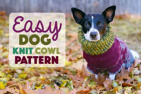 Easy Dog Knit Cowl Pattern Greyhounds Clothes, Snood Knitting Pattern, Dog Neck Warmer, Snood Pattern, Dog Snood, Dog Sweater Pattern, Dog Clothes Diy, Dog Clothes Patterns, Cowl Knitting Pattern