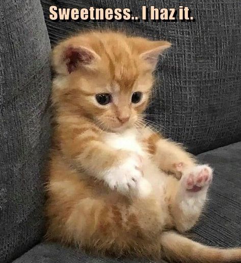 Cute Little Kittens, Cute Cats Photos, Pretty Animals, Little Kittens, Cute Cats And Kittens, Funny Cute Cats, Cute Cats And Dogs, Silly Cats