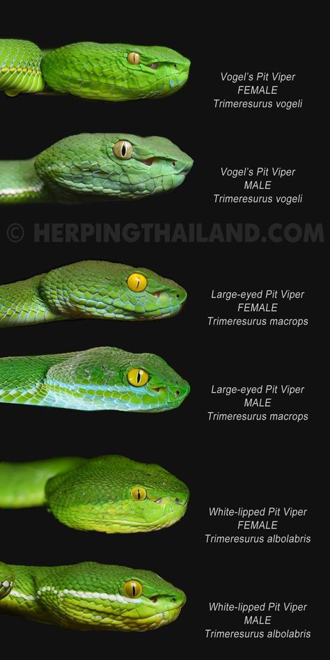 <REPOST> from Tontan Travel - Wildlife Tours Comparison of 3 species of Green Pit Vipers in Indochinese Peninsula. Vogel's Pit Viper (Trimeresurus vogeli) Large-eyed Pit Viper (Trimeresurus macrops) White-lipped Viper (Trimeresurus albolaris) Pit Vipers Snakes, White Lipped Pit Viper, Viper Drawing, Green Pit Viper, Pit Viper Snake, Snake Breeds, Animal Infographic, Pit Vipers, Viper Snake