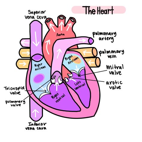 Biology Heart Aesthetic, Aesthetic Biology Diagrams, Heart Diagram Drawing Aesthetic, Heart Diagram Aesthetic Notes, Heart Biology Aesthetic, Heart Drawing Biology, The Heart Diagram, Biology Diagrams Aesthetic, Aesthetic Diagram