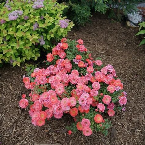 Landscape Roses, Meadow Nursery, Landscaping With Roses, Rose Care, Spring Meadow, Foundation Planting, Shrub Roses, Proven Winners, Better Things