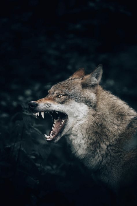 wolf with open mouth photo – Free Image on Unsplash Cut Out People, Expensive Art, Wolf Images, Hermann Hesse, Wolf Wallpaper, Wolf Pictures, River Falls, Open Mouth, An Animal