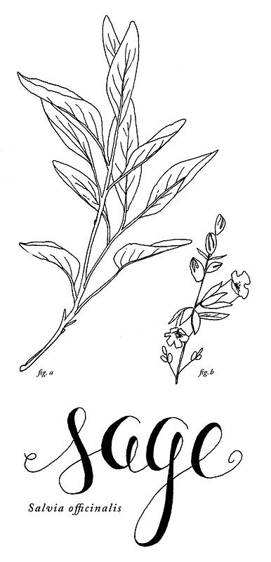 Sage Plant Tattoo, White Sage Plant, Sage Tattoo, Mic Tattoo, Herb Tattoo, Sage Art, Brush Tattoo, On Tattoo, Sage Plant