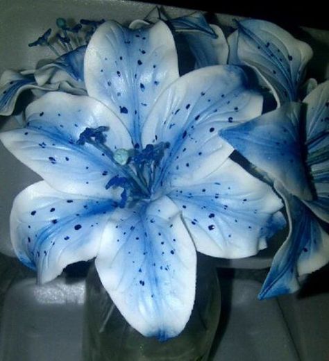 love these lillies!! Blue Lilies Flower, Blue Lillie’s, Random Blue Things, Blue Tiger Lily, Lillys Flowers, Pretty Blue Flowers, Blue Lilies, Pretty Flowers Pictures, Blue Lilly