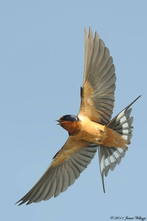 Fantastic image of a Barn Swallow in flight by James Vellozzi. Barn Swallow Tattoo, Swallow In Flight, Swallow Bird Tattoos, Barn Swallow, Bird Flying, Swallow Bird, Bird Wings, Desenho Tattoo, Bird Pictures