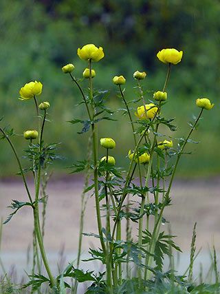 Globeflower, Trollius europaeus - Flowers - NatureGate Yellow Perennials, Globe Flower, Herb Garden In Kitchen, Wildflower Garden, Forest Flowers, Plant List, Wild Plants, Botanical Painting, Perennial Plants