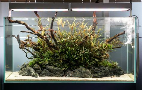 Island Aquascape, Island Aquarium, Fish Aquarium Decorations, Aquascape Design, Betta Aquarium, Fish Tank Design, Shrimp Tank, Aquarium Landscape, Hardscape Design