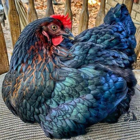 Copper Maran, Blue Chicken, Fancy Chickens, Backyard Chicken Farming, Beautiful Chickens, Chicken Breeds, Pretty Animals, Pet Chickens, Pretty Birds