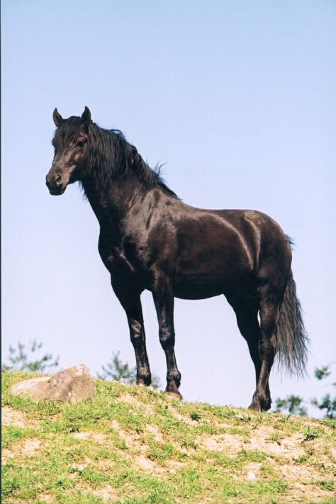 Canadian Horse, Canada national horse Canadian Horse, Pony Breeds, Blue Roan, Types Of Horses, Horse Aesthetic, Black Horses, Arizona Usa, Draft Horses, Horse Breeds