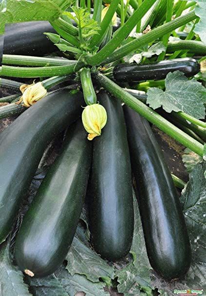 Growing Zucchini, Zucchini Recipes Healthy, Zucchini Plants, Zucchini Banana Bread, Squash Plant, Squash Seeds, Easy Vegetables To Grow, Zucchini Squash, Garden Drawing