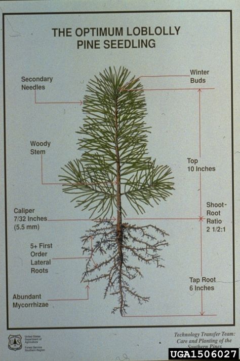 Image 1506027 is of loblolly pine (Pinus taeda ) seedling(s). It is by USDA Forest Service - Region 8 - Southern  at USDA Forest Service. Art - Loblolly Pine, Biology Plants, Pictures Of Insects, Nature Therapy, Nature Education, Southern Pine, Flowers Botanical, Forest Nature, Forest Service