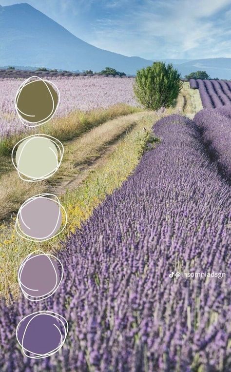 Lavender Color Match, Purple Colour Combinations, Lavender Colour Combination, Lavendar Color Palette, Lavender Colour Palette, Lavender Color Palette, Lavender Interior, Purple Color Combinations, Purple Palette