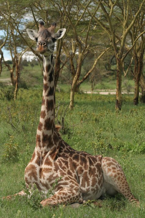 Giraffe sitting by Pelin Karaca Giraffe Sitting Down, Junos Room, Giraffe Sitting, Maasai People, Giraffe Pictures, Kenya Travel, Painting Reference, Animal Images, Animal Reference