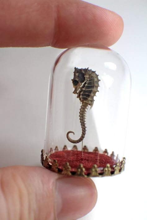 Miniature Library, Oddities And Curiosities, Cabinet Of Curiosity, Curiosity Cabinet, Messy Nessy Chic, Taxidermy Art, Etsy Boutique, Sea Horses, Vulture Culture