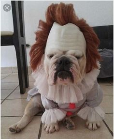 Untitled Cute Dog Costumes, Dog Costumes Funny, Pet Halloween Costumes, Funny Animal Photos, Funny Dog Memes, Dog Halloween Costumes, Funny Dog Pictures, Dog Costumes, Cute Funny Dogs