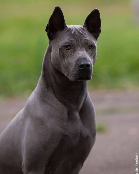 Dog Reference, Thai Ridgeback, Rare Dogs, Hairless Dog, Scary Dogs, Canine Art, Purebred Dogs, Silly Dogs, Pitbull Dog