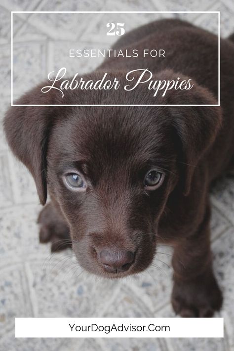 Red Lab Puppies, English Lab Puppies, Baby Labrador, Labrador Puppy Training, Labrador Training, Lab Mix Puppies, New Puppy Checklist, Puppy Checklist, Puppy Room