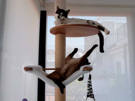 The best floor to ceiling cat trees reviewed. From wooden to modern, for large cats or scratchers, find the best one for your cat! Cat Ceiling, Floor To Ceiling Cat Tree, Cat Climbing Tower, Cat Climbing Tree, Climbing Tower, Cat Trees, Sisal Rope, Best Flooring, Floor To Ceiling