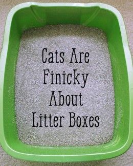 The problem might be the litter box itself. Remove Cat Urine Smell, Cat Urine Remover, Cat Pee Smell, Cat Urine Smells, Pee Smell, Cat Toilet Training, Urine Smells, Cat Pee, Cat Urine