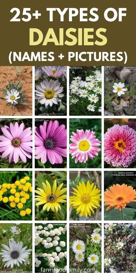 It is also one of the most cultivated flowers around the world with more than 500 types of daisies out there including hybrids and other cultivars. Pictures Of Daisy Flowers, Types Of Daisy Flowers, Pictures Of Daisies, Daisy Varieties, Daisy Types, Daisy Colors, Types Of Daisies, Gardening Therapy, Flowers Marigold