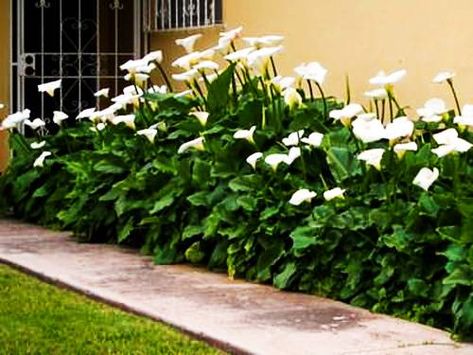 Calla Lily Flowers Add Gracious Beauty to Landscaping Ideas and ... Lilly Garden, Calla Lily Bulbs, Arum Lily, Calla Lily Flowers, Lily Garden, Lily Plants, Lily Flowers, Yard Decorations, Home Garden Design