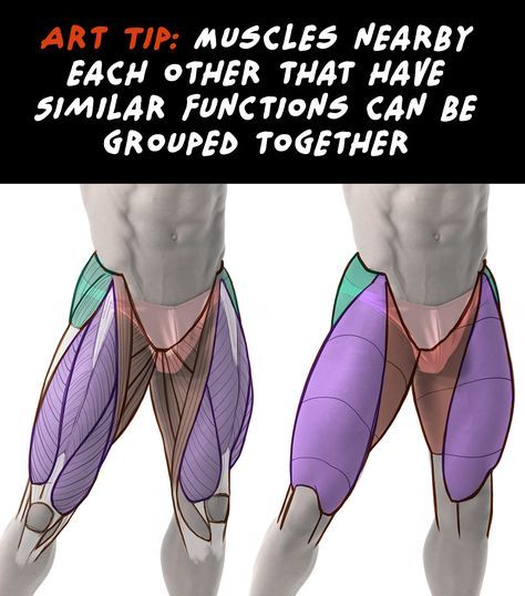 Waist Muscles Anatomy, Body Muscles Anatomy Drawings, Tendons Anatomy, Back Muscles Anatomy, Proko Anatomy, Leg Muscles Anatomy, Muscles Anatomy, Leg Anatomy, Human Anatomy Reference