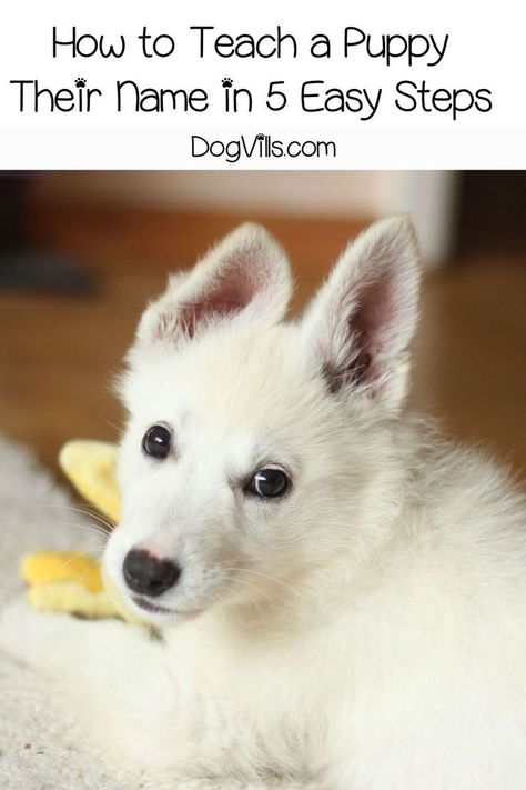 Do you know how to teach a puppy their name? Here’s a hint: it’s not just by saying it often enough! Read on to find the easier way to do it! Easiest Dogs To Train, Cesar Millan, Dog Training Advice, Puppy Training Tips, Dog Training Techniques, Getting A Puppy, Puppy Names, Blue Merle, Training Your Puppy