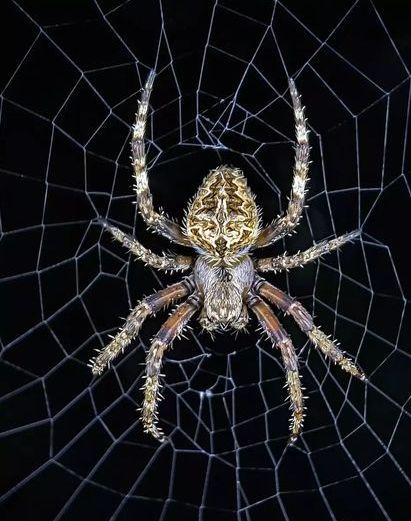 Arachnids Spiders, Orb Weaver, Arachnids, Graphic Shirts, Insects