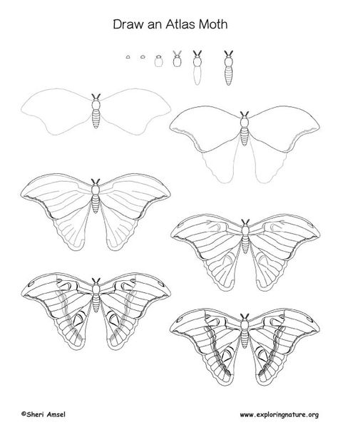 Moth (Atlas) Drawing Lesson Atlas Drawing, Drawing Anatomy Reference, Lips Drawings, Modeling Face, Bugs Drawing, Moth Drawing, Atlas Tattoo, Eye Drawings, Draw Lips