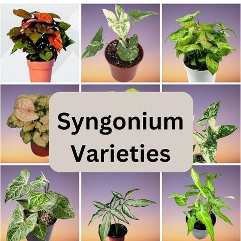 33 Syngonium (Arrowhead Plant) Varieties with Names and Pictures Arrowhead Plant Varieties, Syngonium Arrowhead, Syngonium Varieties, Syngonium Plant, Syngonium Albo, Arrowhead Vine, Arrowhead Plant, Plant Mama, Plant Varieties