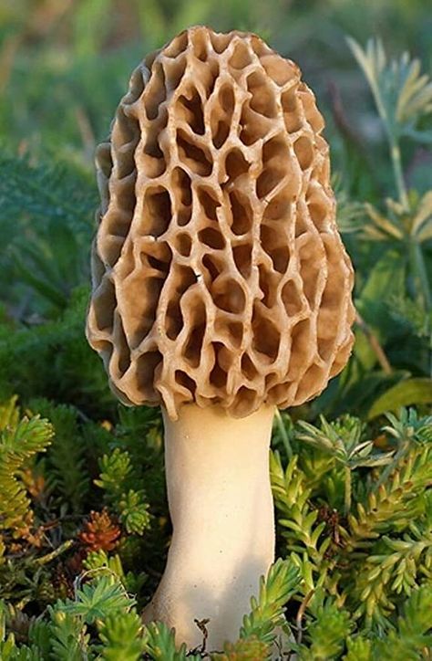 Morel Mushrooms Art, Mushroom Spores, Mushroom Grow Kit, Morel Mushrooms, Mushroom Pictures, Cactus Planta, Garden Mushrooms, Morel Mushroom, Edible Mushrooms