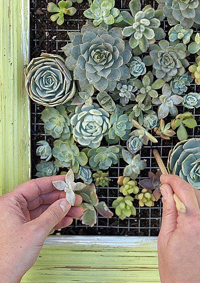 Succulent Frame, Vertical Succulent Gardens, Succulent Wall Art, Succulent Cuttings, Old Picture Frames, Types Of Succulents, Vertical Gardens, Succulent Wall, Have Inspiration