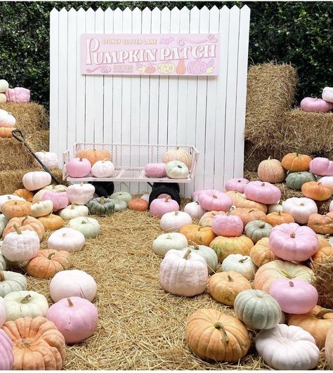 Pink Pumpkin Party, Pumpkin Patch Birthday Party, Pumpkin Patch Birthday, Pumpkin Patch Party, Pumpkin Birthday Parties, Pumpkin 1st Birthdays, Fall Party Themes, Pumpkin First Birthday, Fall Birthday Parties