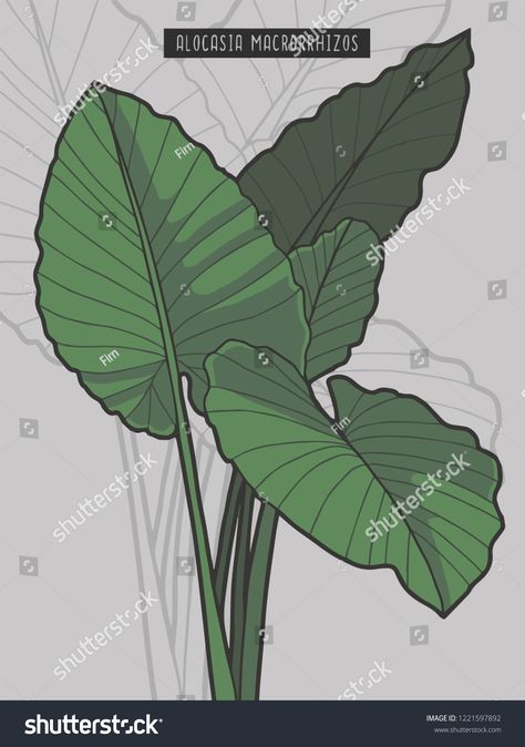 Alocasia Macrorrhizos Giant Taro rainforest tropical plant vector illustrationGiant#Taro#Alocasia#Macrorrhizos Alocasia Plant Tattoo, Alocasia Tattoo, Tropical Plants Illustration, Paper Plants Diy, Outdoor Mural, Taro Leaves, Taro Plant, Exterior Murals, Animal Line Drawings