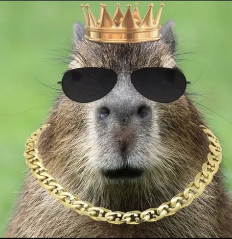 Capybara Pet, Simple Phone Wallpapers, Best Friends Funny, Small Clothes, Japanese Patterns, Exotic Pets, Friends Funny, Pull Up, Animal Memes