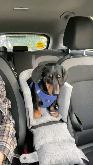 Dachshund Funny Video, Dachshund Puppy Funny, Instagram Link In Bio, Dapple Dachshund, Car Bed, Funny Dachshund, Weenie Dogs, Pet Car, Car Rides